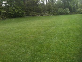 PA Lawn care grass | Delaware Valley Turf Lawn Care Service & Supplies