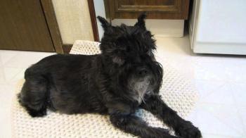 Lazy Miniature Schnauzer - YouTube