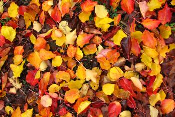 leaf