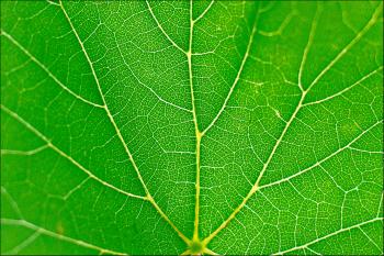 Beating human heart cells were grown on a spinach leaf