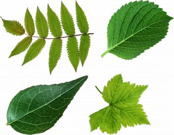 Green Leaves PNG Picture | Web Icons PNG
