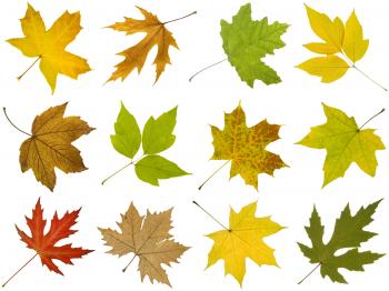 How to Identify Maple Tree Varieties