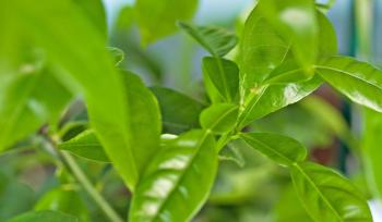 IDEAS IN FOOD: Aromatic Yuzu Leaves