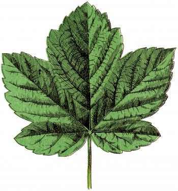 Spring Sycamore Leaf Image! - The Graphics Fairy