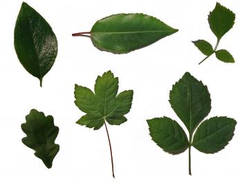 leaf sheet... by chop-stock on DeviantArt