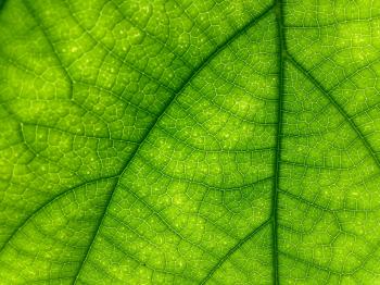 Macro Leaf Free Stock Photo - Public Domain Pictures