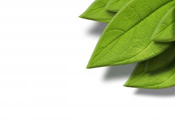 How to Create a 3D Leaf from a Texture Photograph