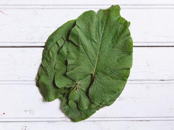 What is Mexican Hoja Santa and How to Cook With It | SAVEUR