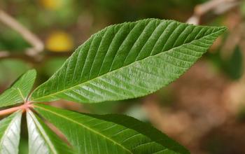 File:Red Buckeye Aesculus pavia Leaf Closeup 2700px.JPG - Wikimedia ...