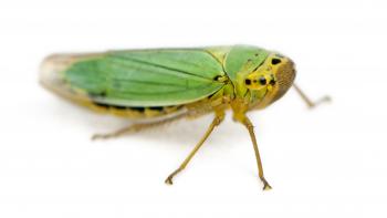 spittlebug control and treatments for the home yard and garden
