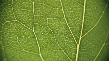 Leaf macro texture