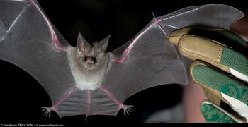 California Leaf-nosed Bat (Macrotus californicus) · iNaturalist.org