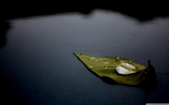Leaf On Water ❤ 4K HD Desktop Wallpaper for 4K Ultra HD TV • Dual ...