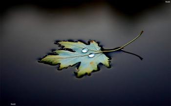 Maple leaf in water HD Wallpaper
