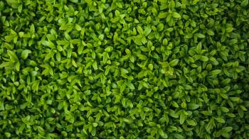 Tiny Leaves Texture Wallpaper - Mobile & Desktop Background