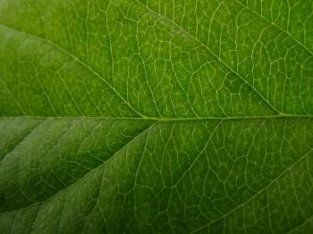 Apple Leaf Texture | Texture & Abstracts | Pinterest