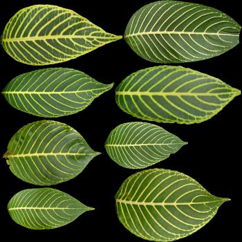 Plant and Leaf Seamless and Tileable High Res Textures