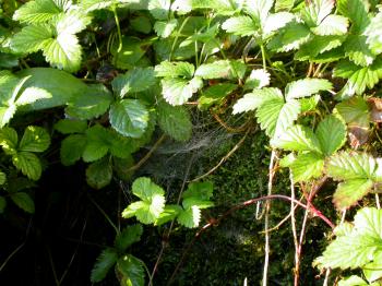 Leafs and spiderweb