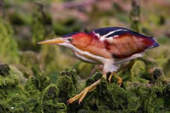 Least Bittern | Audubon Field Guide
