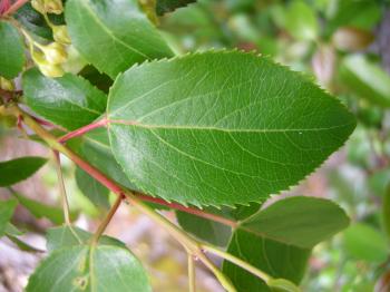 File:Aristotelia chilensis - leave - 01.JPG - Wikimedia Commons