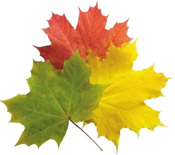 Autumn Leaves PNG Image - PurePNG | Free transparent CC0 PNG Image ...