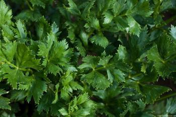 Celery Leaves
