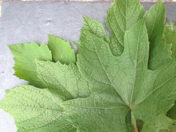 Pick and Preserve Grape Leaves