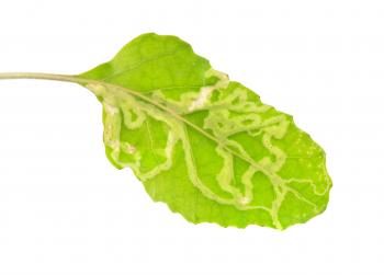 Leaf miners – Which? Gardening Helpdesk