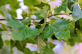 Learning About Leaves: Exploration Science Activities for Students ...