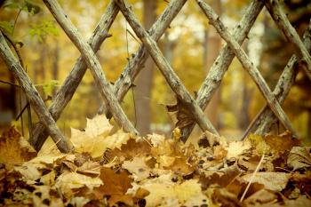 Leaves and fence