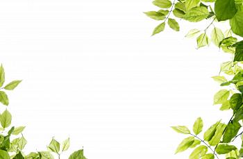 Leaves Frame transparent PNG - StickPNG