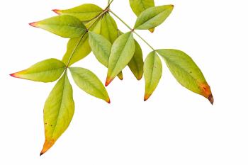 Leaves Isolated White Background Free Stock Photo - Public Domain ...
