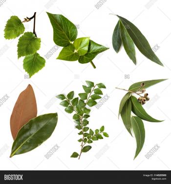 Variety Leaves, Isolated On White. Image & Photo | Bigstock