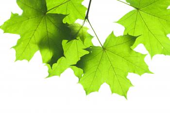 Leaves isolated