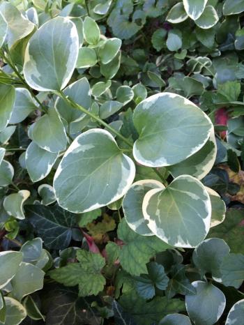 identification - What is this invasive vine/creeper with round ...