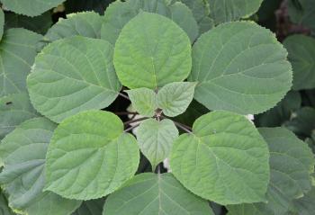 Leaves of smooth hydrangea