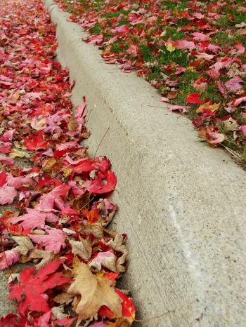 Leaves On A Curb