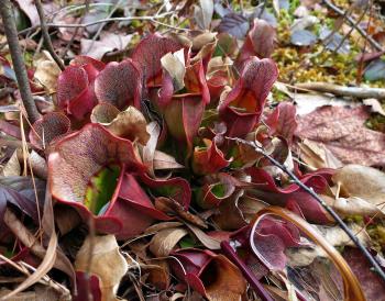 Saratoga woods and waterways: No Snow, Weak Ice