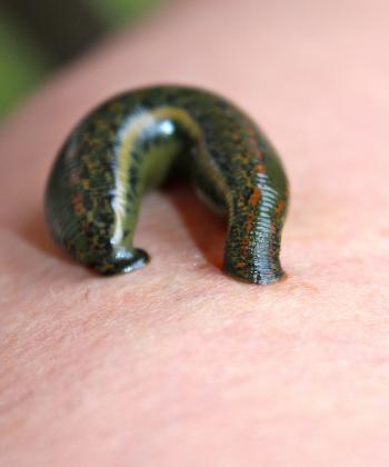 6 ways to protect yourself from leeches - Outdoor Revival