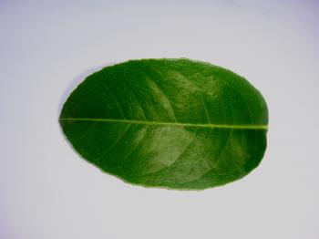 Lemmon plant leaf