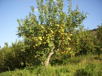 Lemon Tree | happelsauce