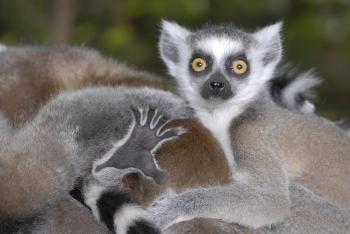 Ring-tailed Lemur | Duke Lemur Center