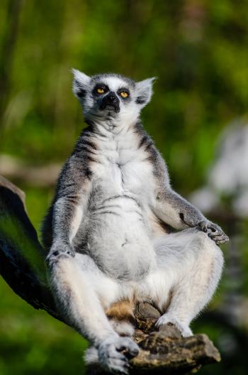 Lemur Pose