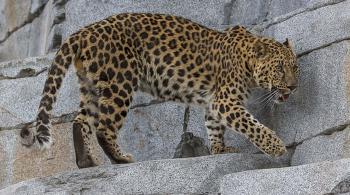 Leopard | San Diego Zoo Animals & Plants