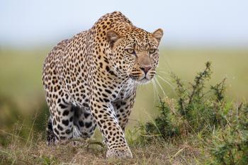 3-Year-Old Boy Killed By Leopard in Ugandan Safari Park | PEOPLE.com