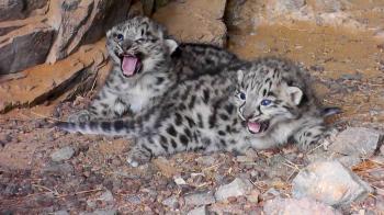 Rare Video Spots Endangered Snow Leopard Cubs in the Wild