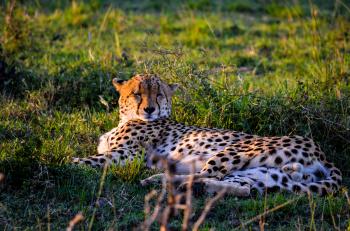 Leopard Lying On The Grass