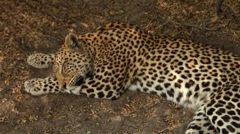 A Napping Leopard: Behind the Scenes - Savage Kingdom Video ...