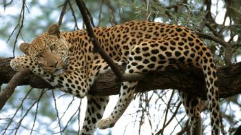 www.wallpaperscharlie.com wp-content uploads 2016 07 Leopard-on-Tree ...