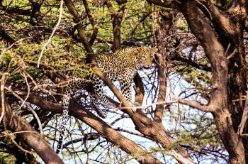 Leopard Resting on a Tree Branch